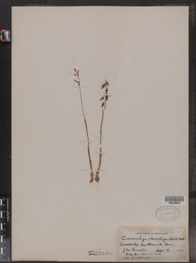 Corallorhiza odontorhiza