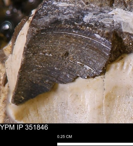 Limopsis striatopunctatus