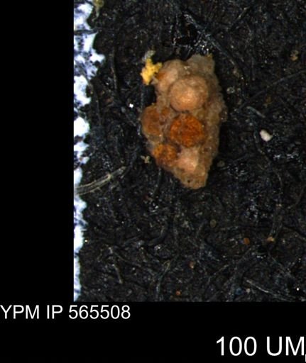 Verneuilina canadensis
