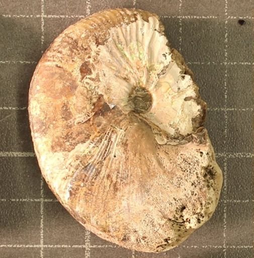 Hoploscaphites nicolletii