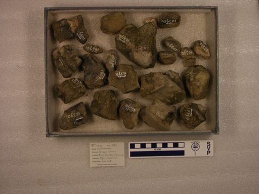 Uintatherium
