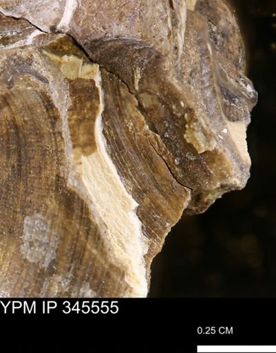 Limopsis striatopunctatus