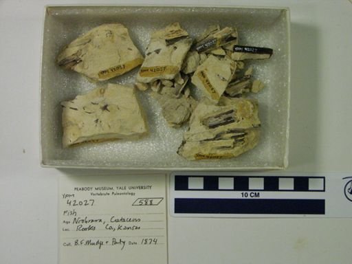 undet. Actinopterygii