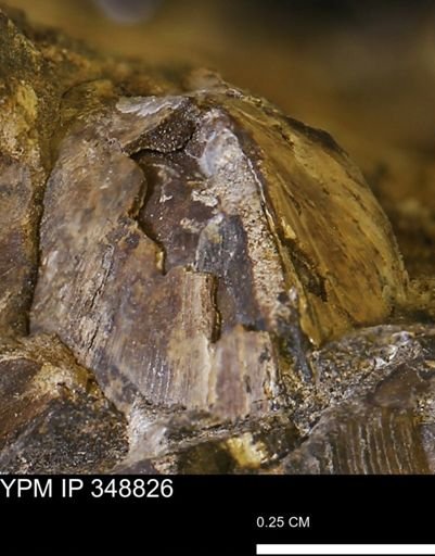 undet. Bivalvia