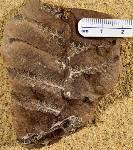 Pecopteris