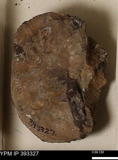 Scaphites sp.