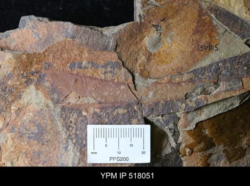 undet. Arthropoda