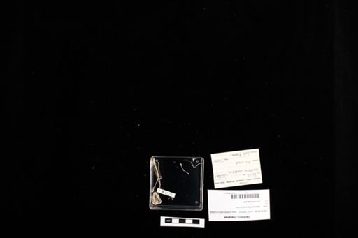 Tarentola chazaliae