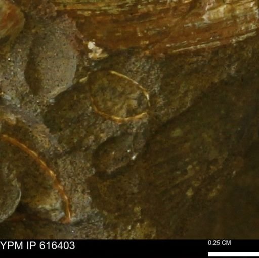 Protocardia subquadrata
