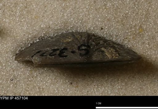 Stropheodonta sp.