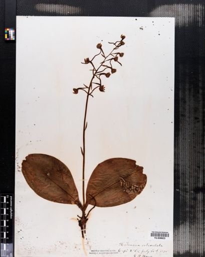 Habenaria orbiculata