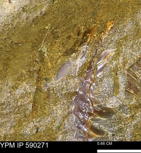 undet. Ammonoidea