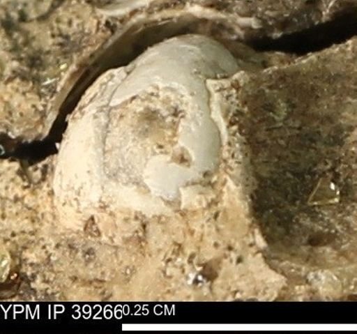 Protocardia subquadrata