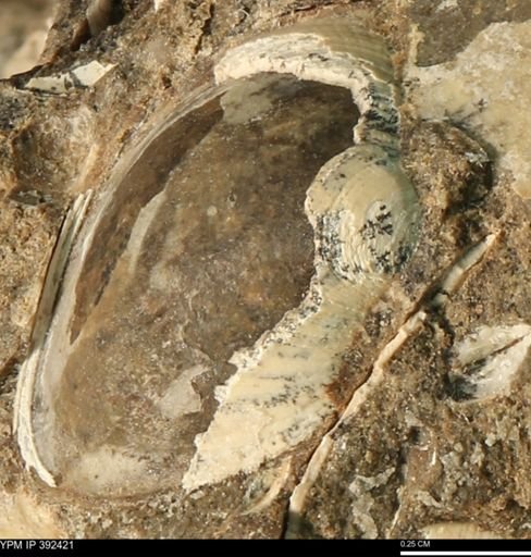 Protocardia subquadrata