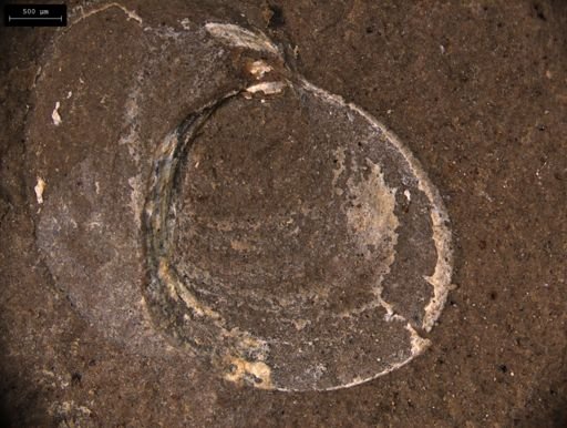 Estherites jocelynae