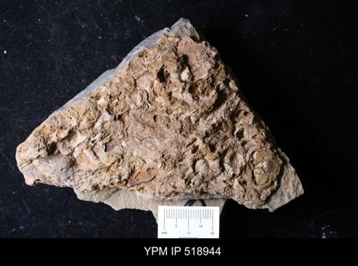 Nanorthis sp.