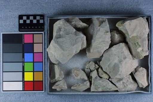 Eporeodon sp.