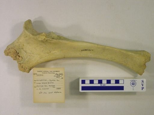 Rhinocerotidae