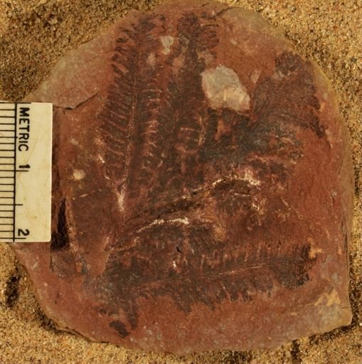 Pecopteris