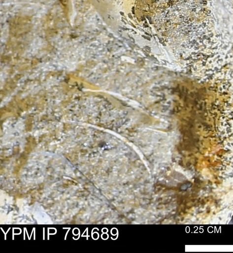 undet. Bivalvia