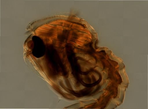 Anopheles