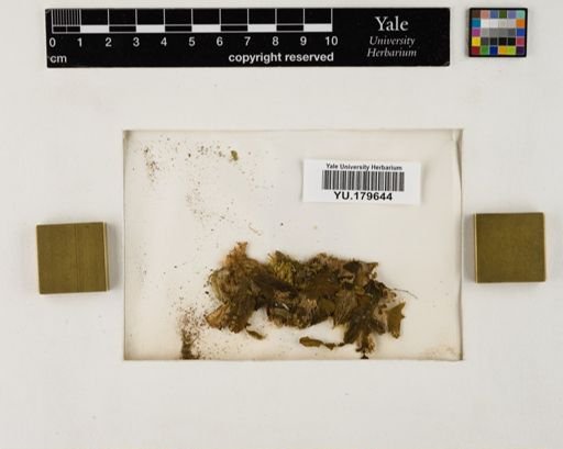 Plantae