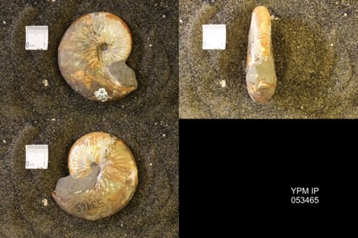 Hoploscaphites nicolletii
