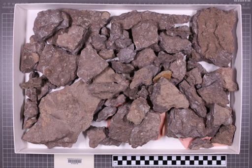 mixed taxa, stratigraphic collection