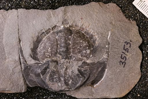Euproops danae