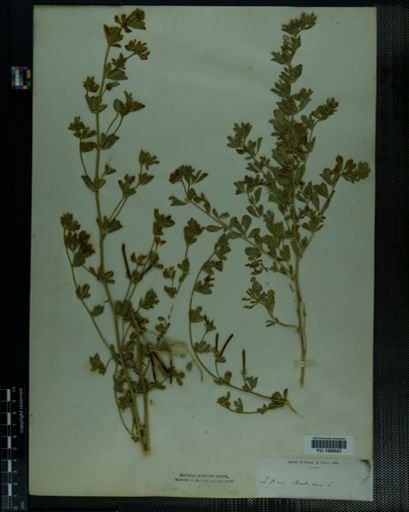 Plantae