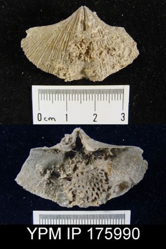Neospirifer sp.