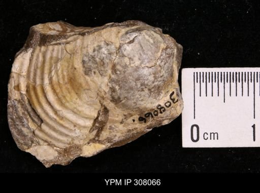 Inoceramus sp.