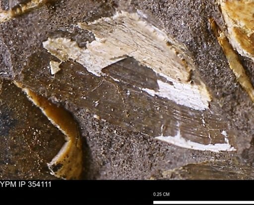 undet. Bivalvia