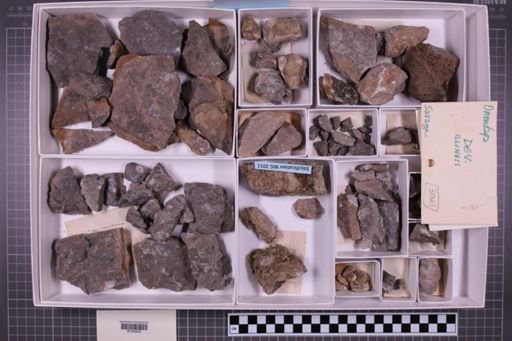 mixed taxa, stratigraphic collection
