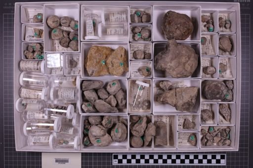mixed taxa, stratigraphic collection