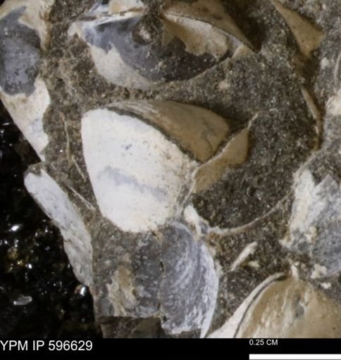 Limopsis striatopunctatus