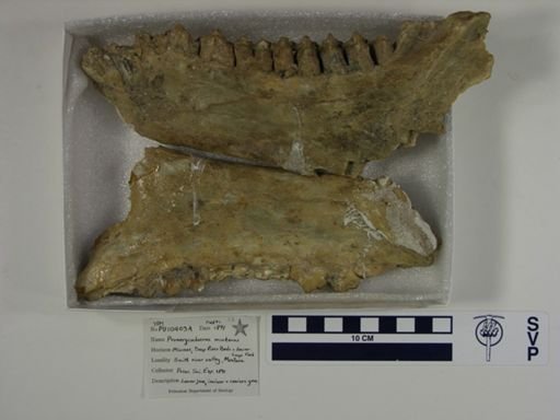 Promerycochoerus (Pseudopromerycochoerus) montanus