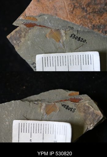 undet. Stylophora