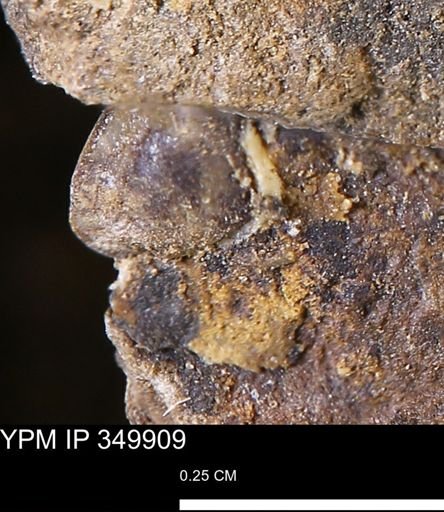 undet. Mollusca