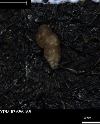 Bimonilina variana