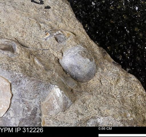 Protocardia subquadrata