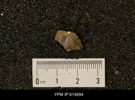Oxytoma (Hypoxytoma) nebrascana