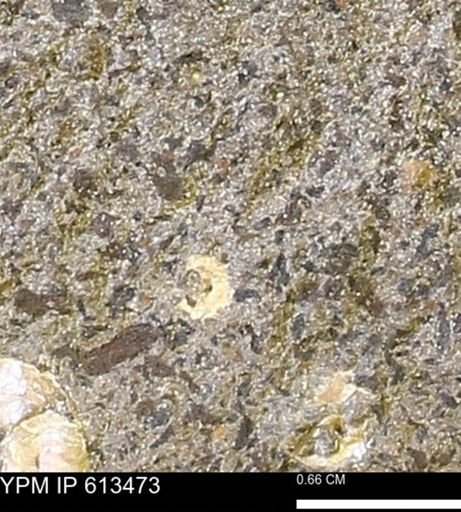 Scaphites sp.