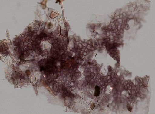 Aplysilla sp.