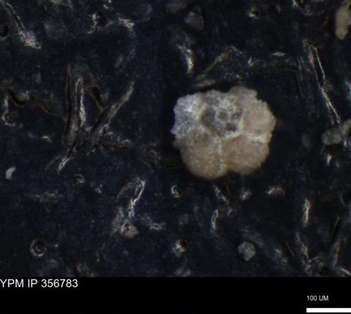 undet. Foraminiferida