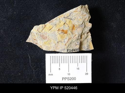undet. Graptolithina