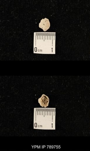 undet. Brachiopoda
