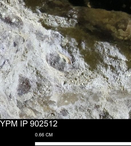 undet. Mollusca