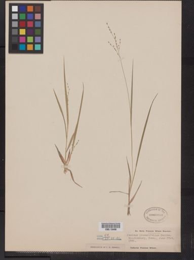 Panicum linearifolium