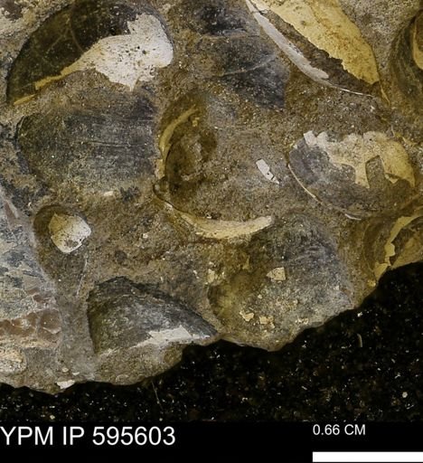 Protocardia sp.